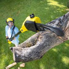 Best Tree Maintenance Programs  in Columbus, TX